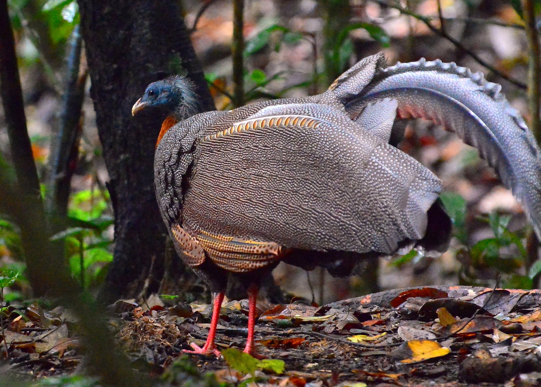 The Dancing Bird: Great Argus in Bukit Lawang