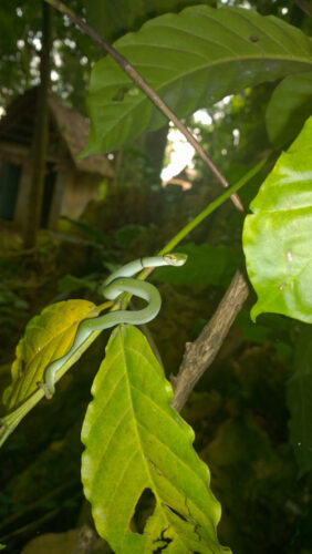 Snake Trekking at Night sub item