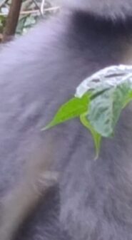 IMG-20250716-WA0005